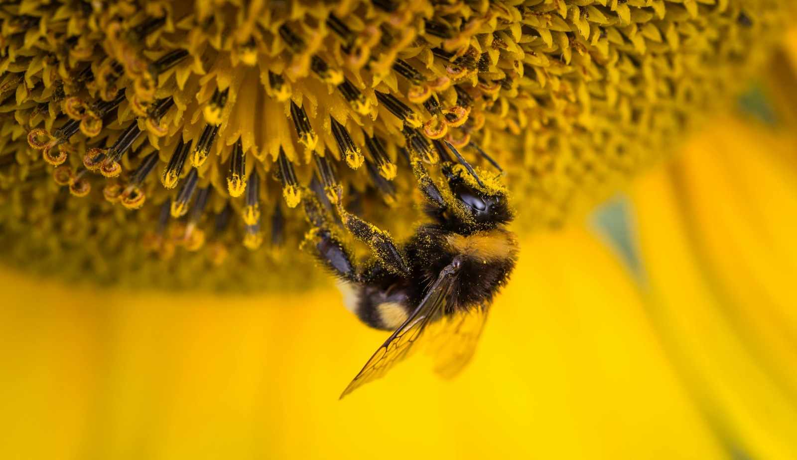 The Crucial Role of Bees in Agriculture: Why They Matter More Than You Think