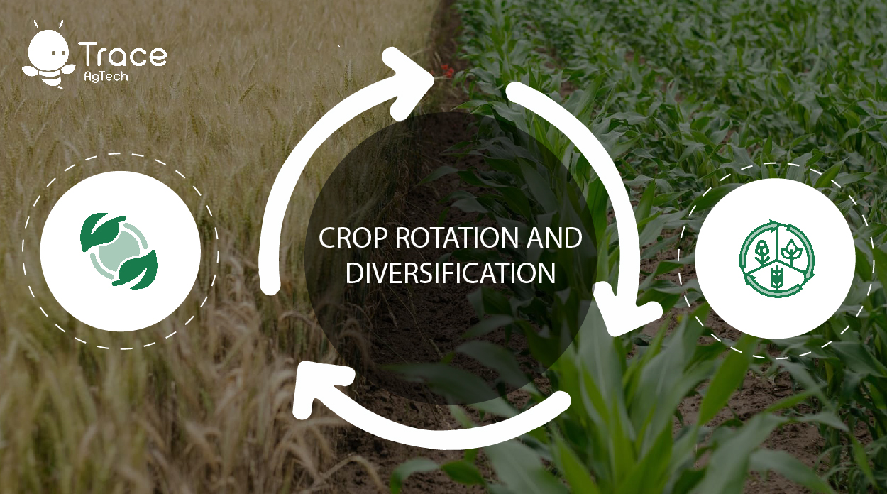 Crop rotation and diversification 