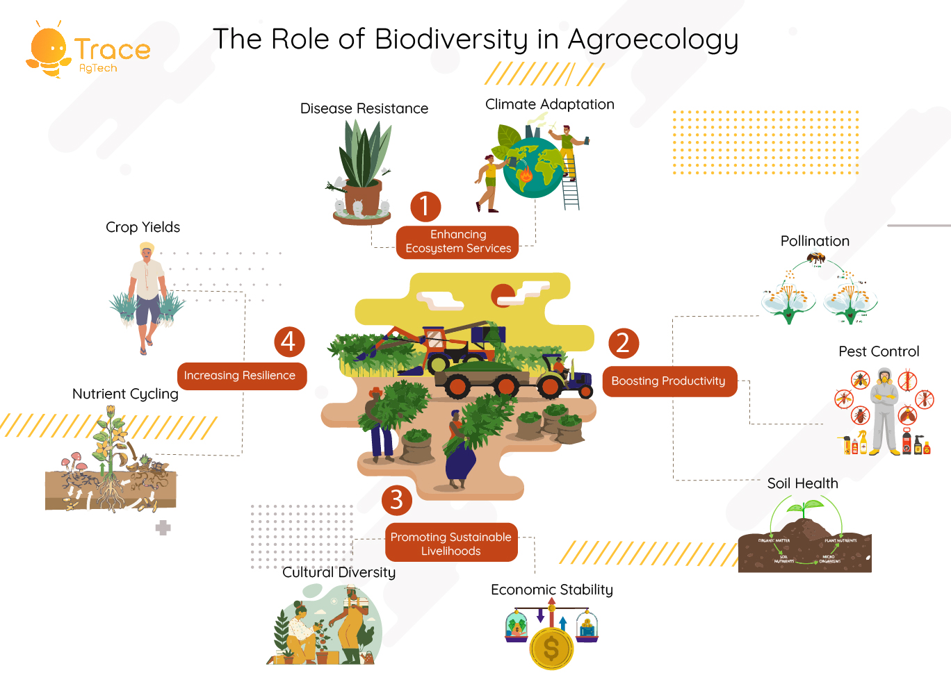 The Role of Biodiversity in Agroecology